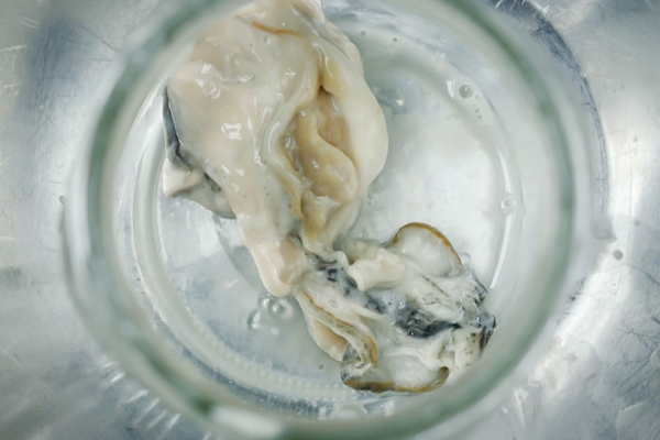 Plastic In Oysters